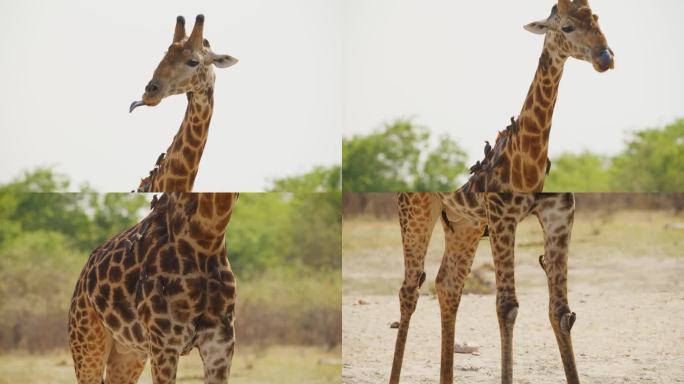 北非长颈鹿(Giraffa Giraffa)与红嘴牛椋鸟的特写
