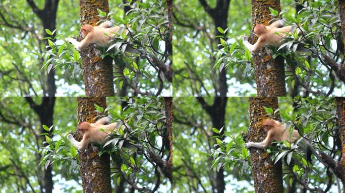 小长鼻猴爬上了树。