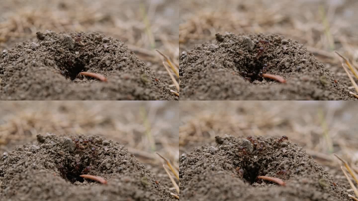小蚂蚁探索地球表面的迷人宏观视角