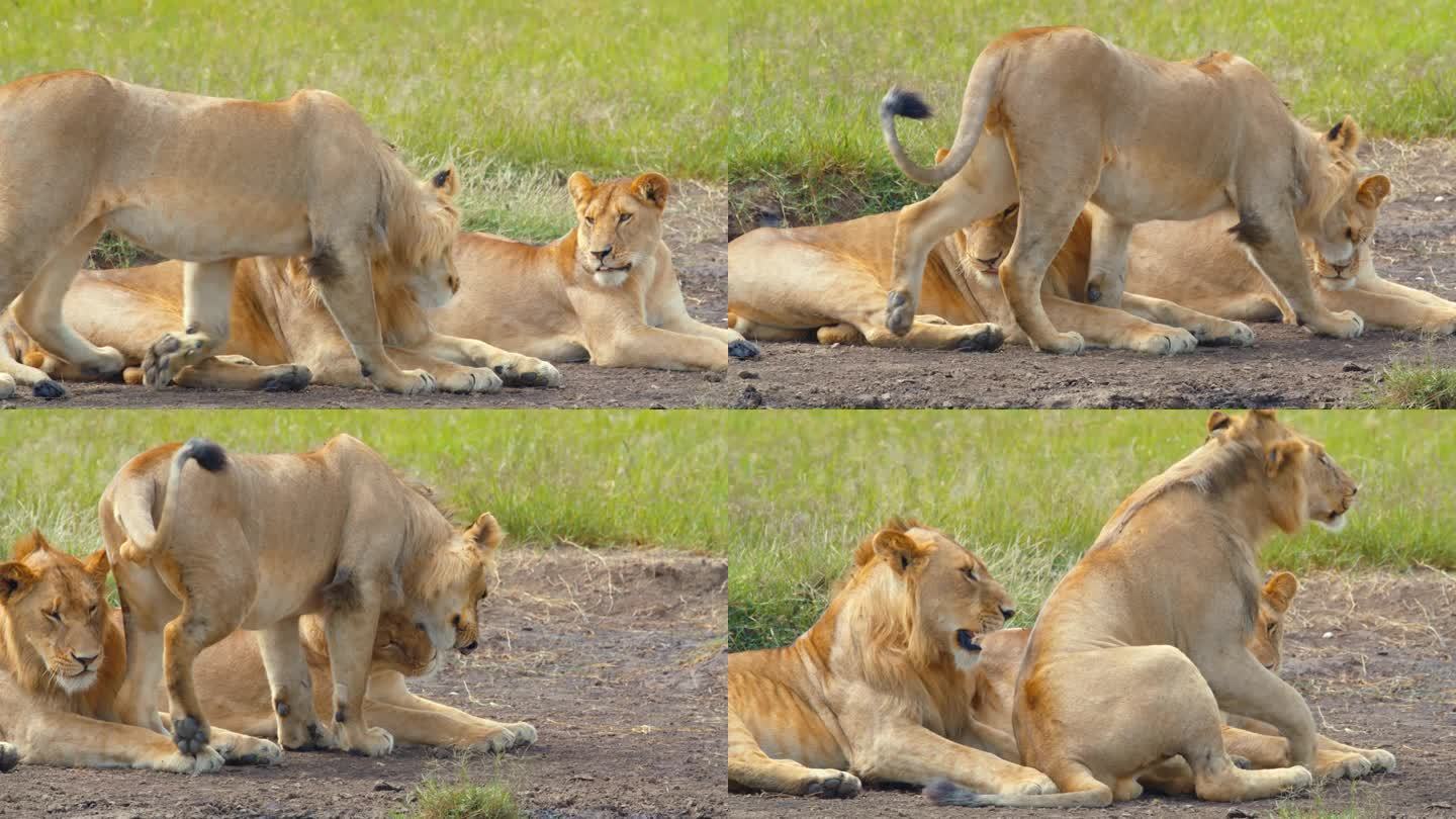 狮子在坦桑尼亚森林向家人表达爱