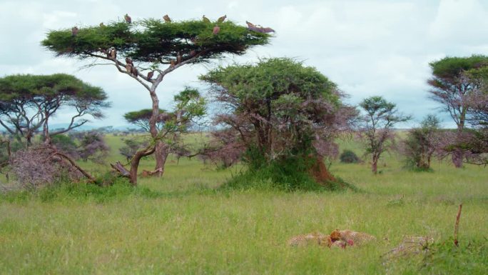 秃鹫看着两只猎豹在广阔的草地上享受猎物