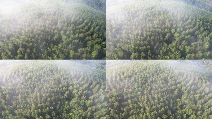 经济林航拍 广西木材桉树生产