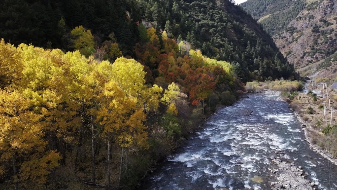 航拍秋色枫叶树木秋天