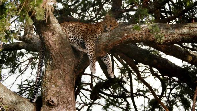 在塞伦盖蒂国家公园，豹子在树上休息的照片