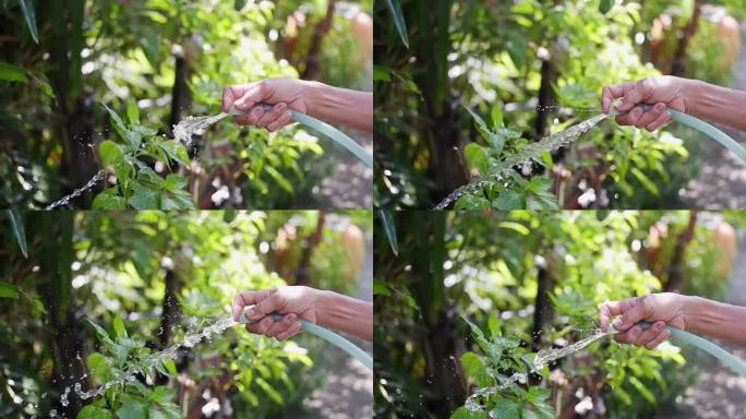 一位亚洲妇女在早晨的阳光下用软管给菜园浇水