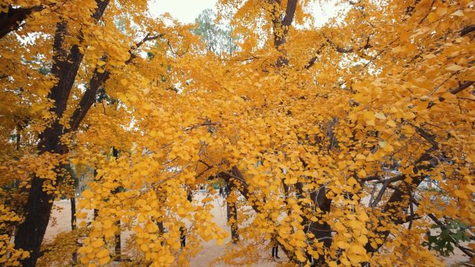 秋天的大银杏树秋季树叶树木枝干自然风景