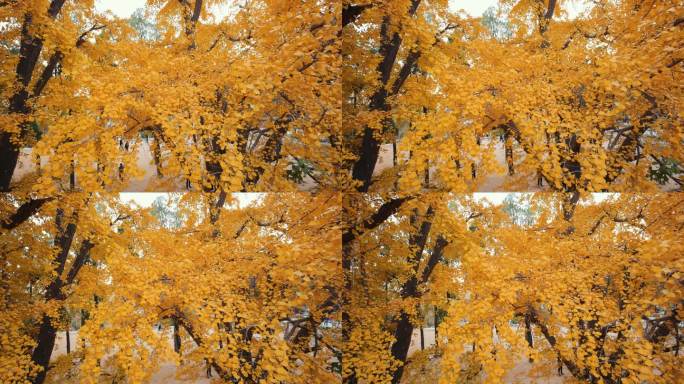 秋天的大银杏树秋季树叶树木枝干自然风景