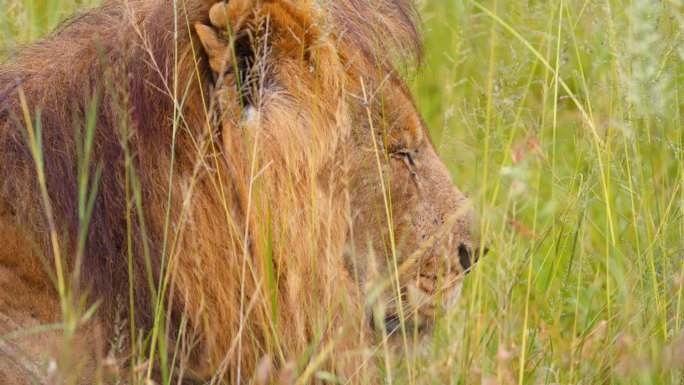躺在塞伦盖蒂国家公园草地上的狮子王