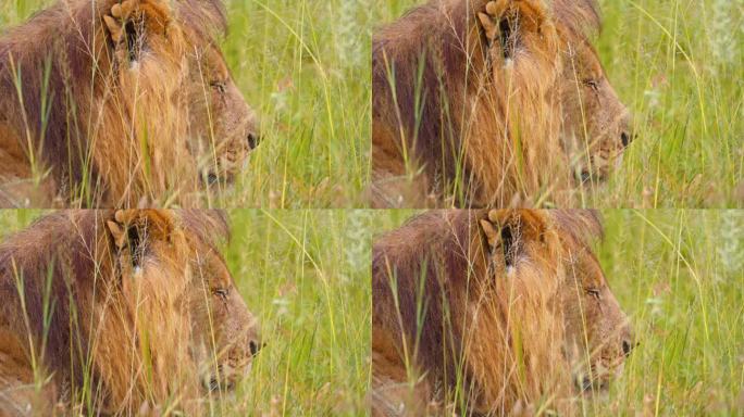 躺在塞伦盖蒂国家公园草地上的狮子王