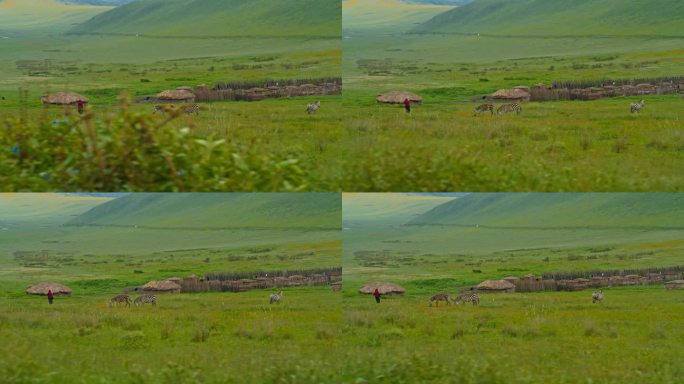 慢镜头拍摄斑马在场上。女人在自然保护区。恩戈罗恩戈罗国家公园的野生动物。