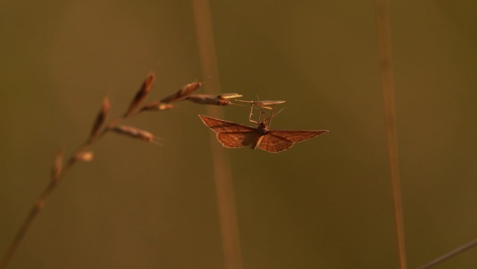 一只飞蛾挂在一片草叶上