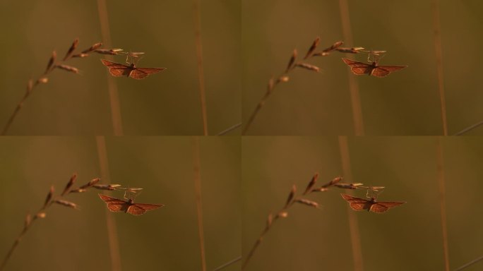 一只飞蛾挂在一片草叶上