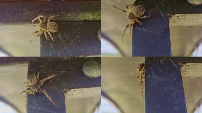 蜘蛛冠araneus diadematus在建筑物周围爬行并织网