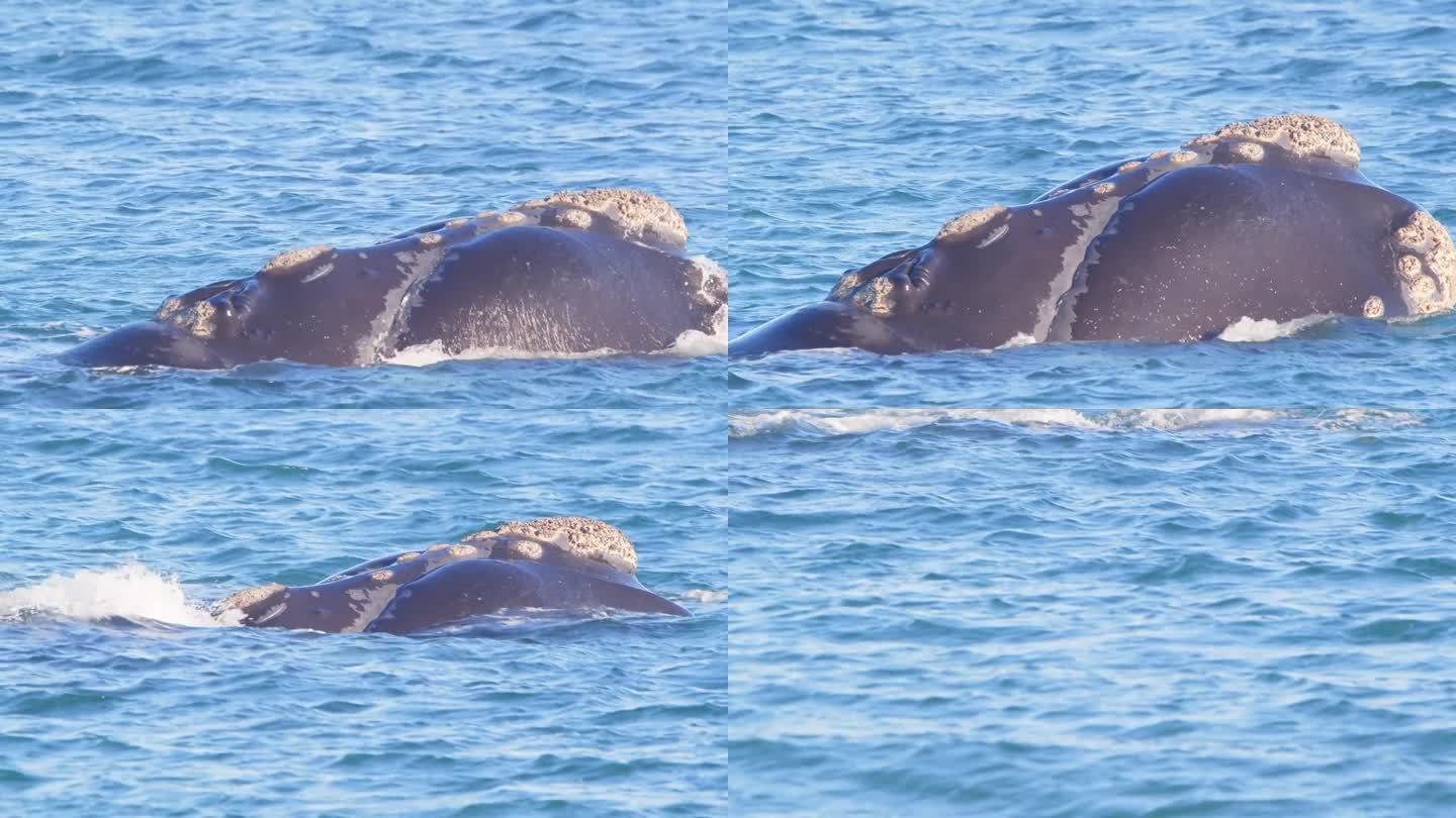 露脊鲸突破头的超级特写，因为它浮出水面，喷水孔清晰可见
