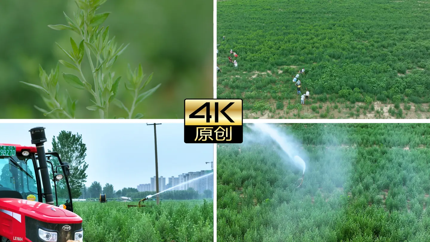 艾草艾叶农民园丁种植基地灌溉浇水