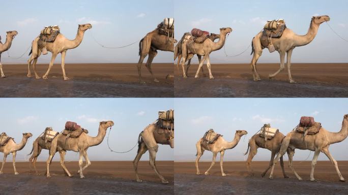 沙漠中的大篷车。一队年轻的骆驼在阳光炙烤的沙滩上穿过沙漠。鸟瞰带着骆驼穿越沙漠的商队。