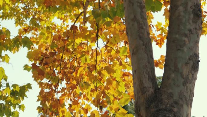 秋天的梧桐树树木枝干黄色树叶子视频素材