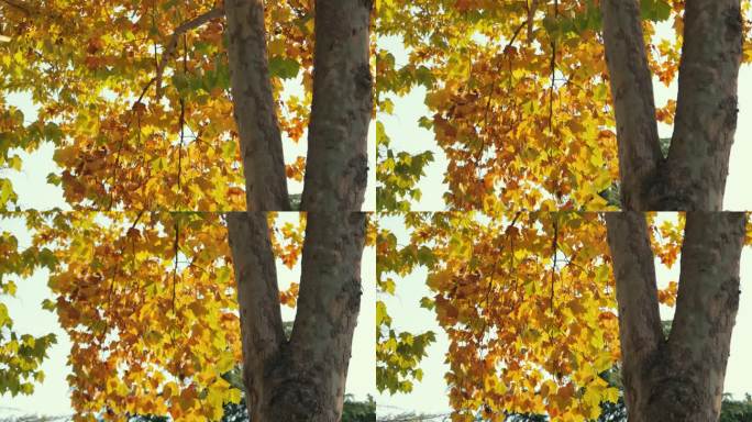 秋天的梧桐树树木枝干黄色树叶子视频素材