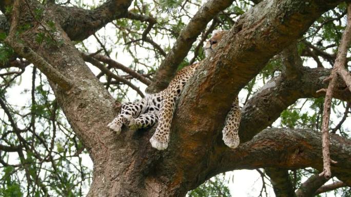 在塞伦盖蒂国家公园，豹子在树上睡觉的低角度手持镜头