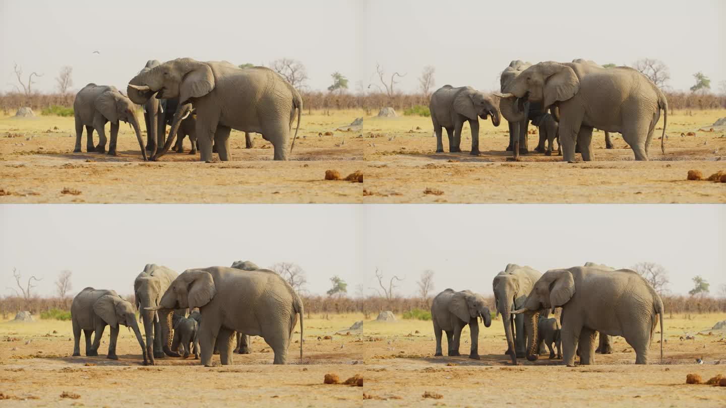 一群非洲象(Loxodonta africana)在野生动物园的小泥地里喝水