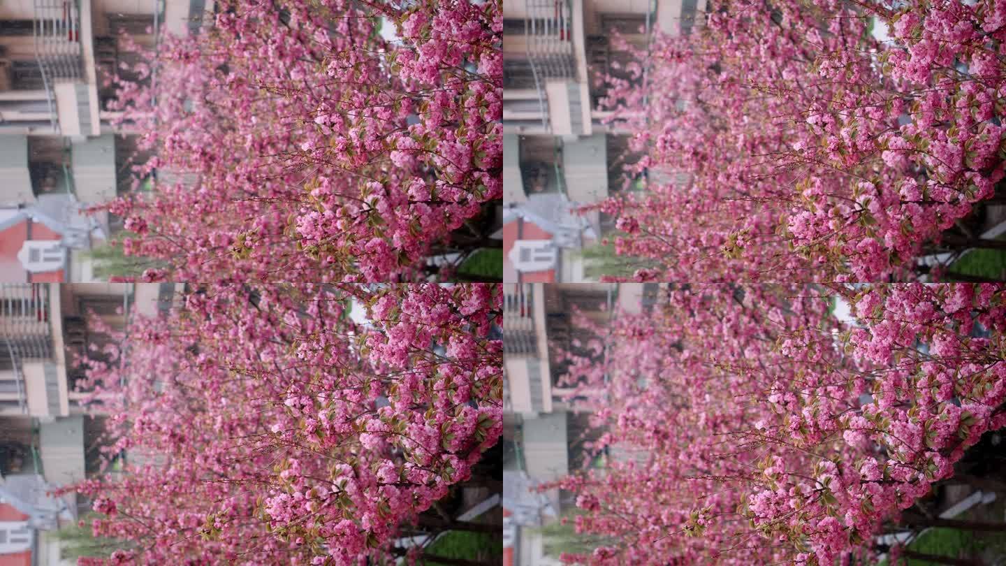 近距离拍摄覆盖雪的樱花树。美丽的樱花。花见春天的季节。垂直方向。慢镜头，三角架镜头