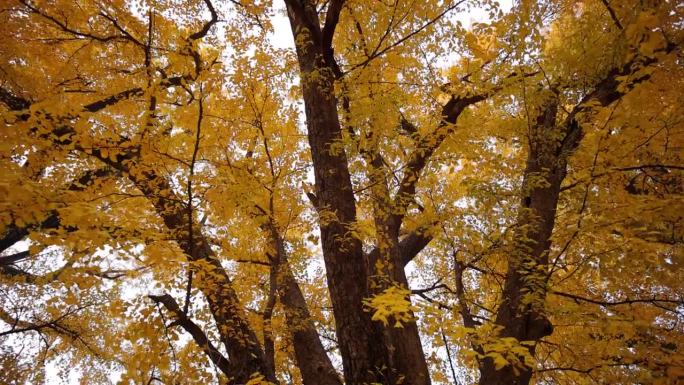 秋天看银杏树百年老树黄色仰头看