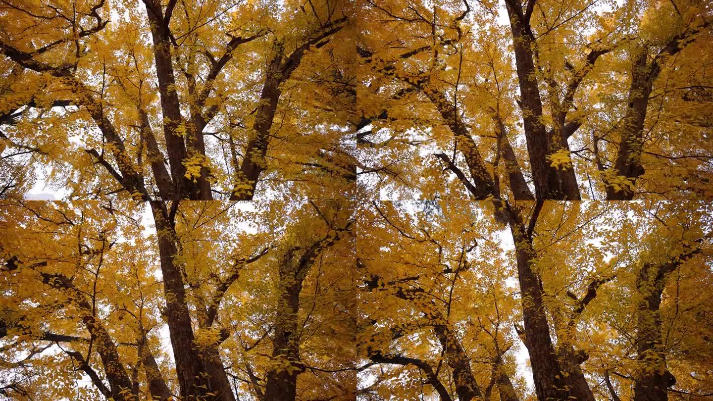 秋天看银杏树百年老树黄色仰头看