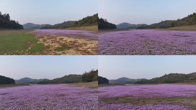 湖边蓼子花海航拍