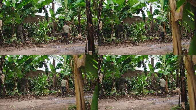 农民在地里干活的慢动作。人们在香蕉树周围挖土，清除杂草。农业景观景观。
