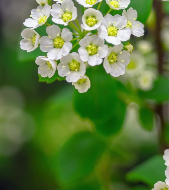 垂直4k延时拍摄的白色开花灌木生长在黑色背景上。盛开的山楂花。