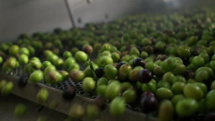 成熟的橄榄在工厂生产的榨油带上