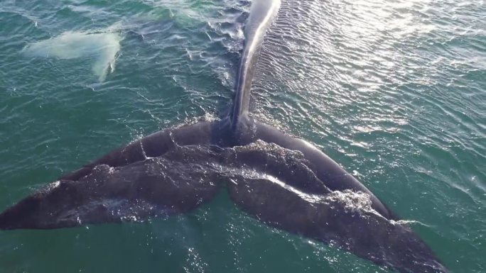 浮在水面上的南露脊鲸母亲和幼鲸的尾鳍