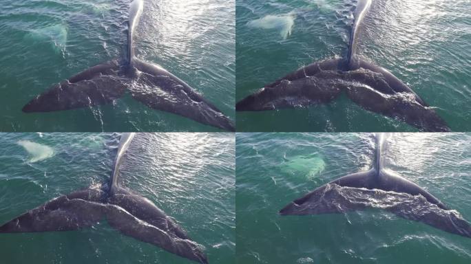 浮在水面上的南露脊鲸母亲和幼鲸的尾鳍