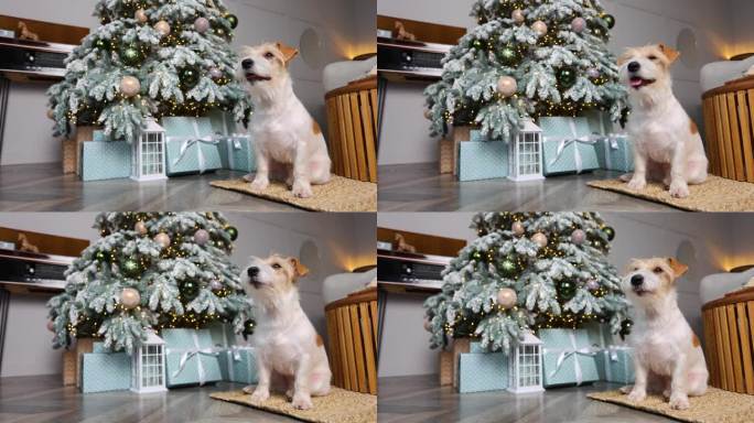 这只狗坐在圣诞树旁边的房间里。装有礼物的盒子。杰克罗素梗在新年装饰的房子里欢迎客人。节日的概念