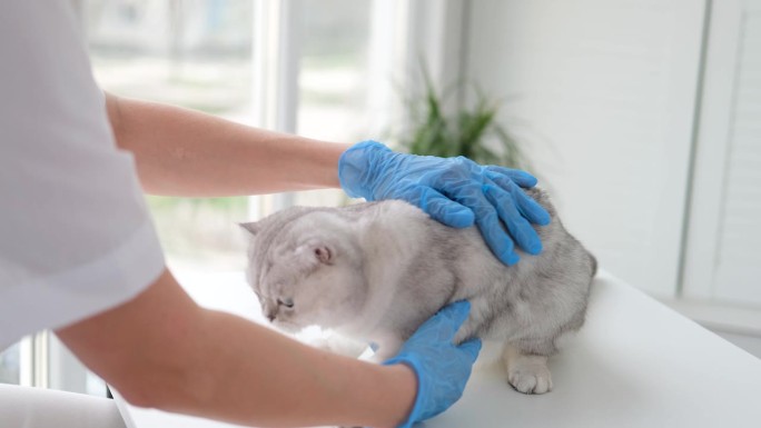 戴着医用手套的兽医正在检查一只苏格兰猫的健康状况。医生检查小猫的耳朵