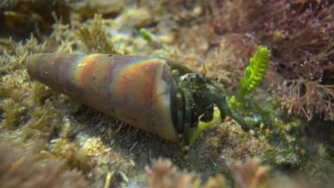 海底生物珊瑚寄居蟹水下微距视频4k