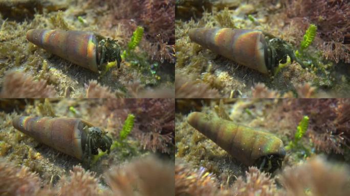 海底生物珊瑚寄居蟹水下微距视频4k