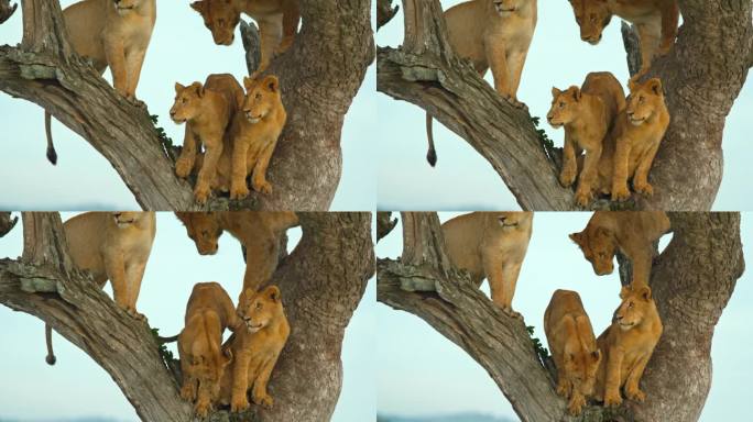 狮子在树上的慢镜头。树上越来越拥挤了。塞伦盖蒂国家公园的野生动物。自然保护区的野生动物。