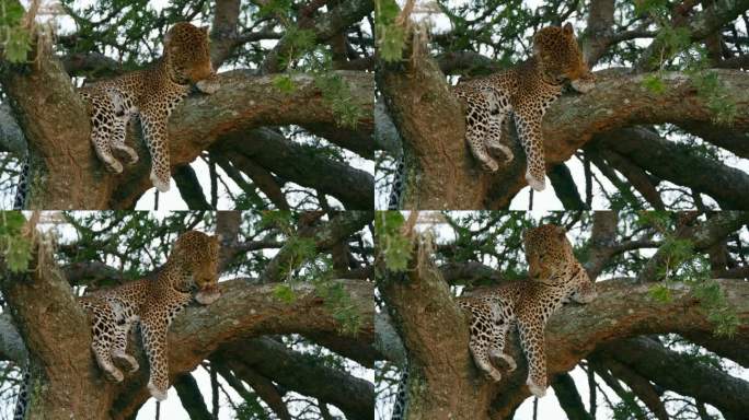 在塞伦盖蒂国家公园，豹子在树上用舌头挠自己的锁镜头