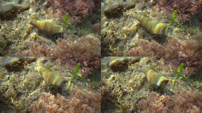 海底生物珊瑚寄居蟹水下微距视频4k