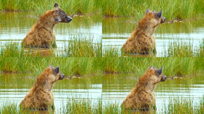 鬣狗坐在池塘里的慢镜头。食肉动物甩水。自然保护区的野生动物。