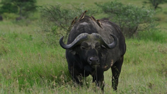 在塞伦盖蒂国家公园的草地上，栖息在非洲水牛上的鸟类