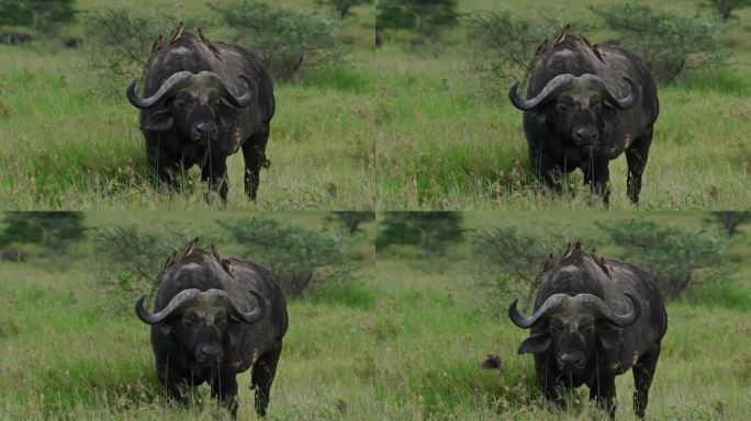 在塞伦盖蒂国家公园的草地上，栖息在非洲水牛上的鸟类