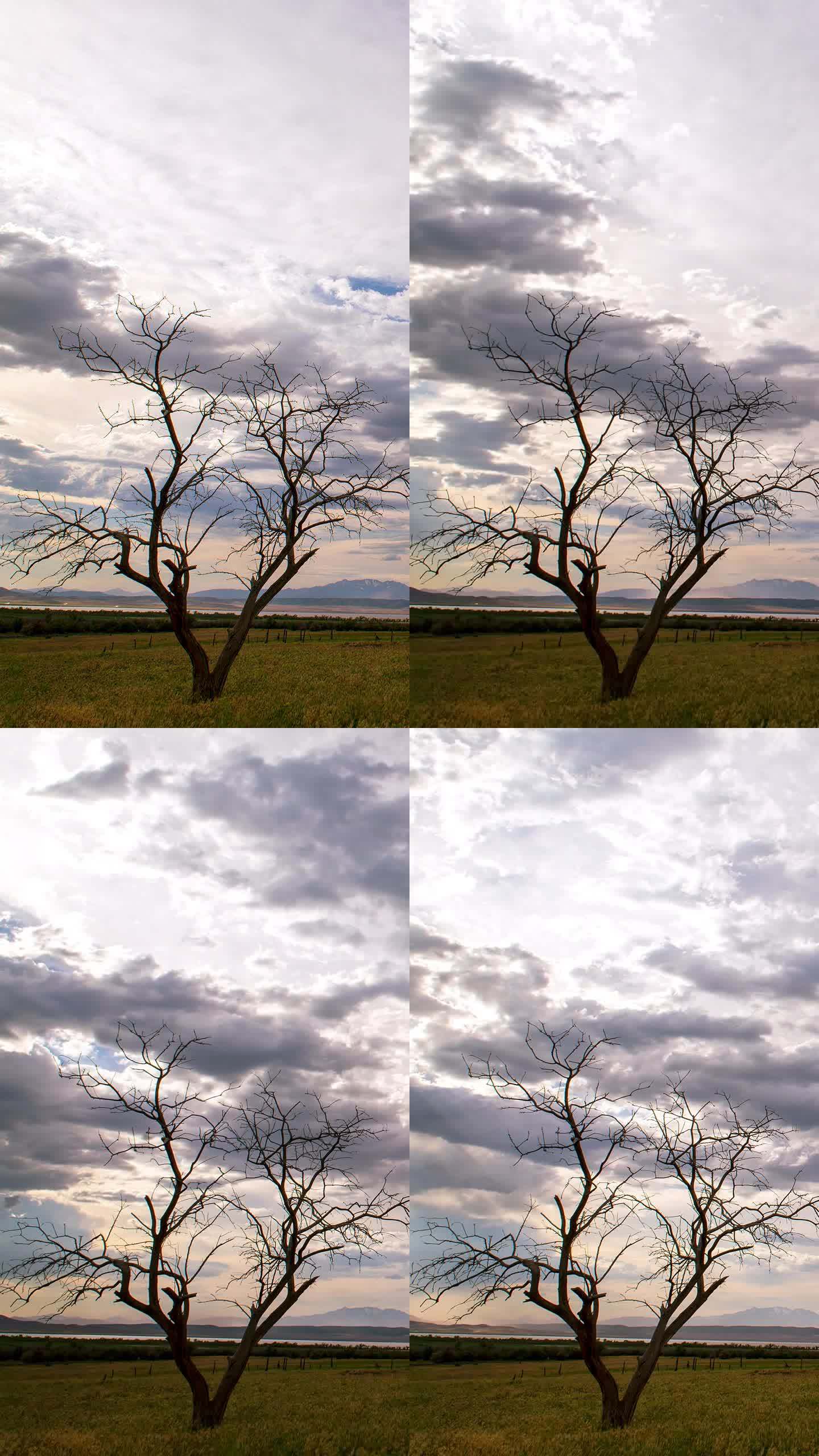 随着云的移动，开阔的田野里的一棵树的时间变化