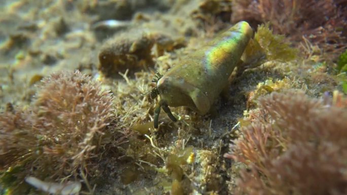 海底生物珊瑚寄居蟹水下微距视频4k