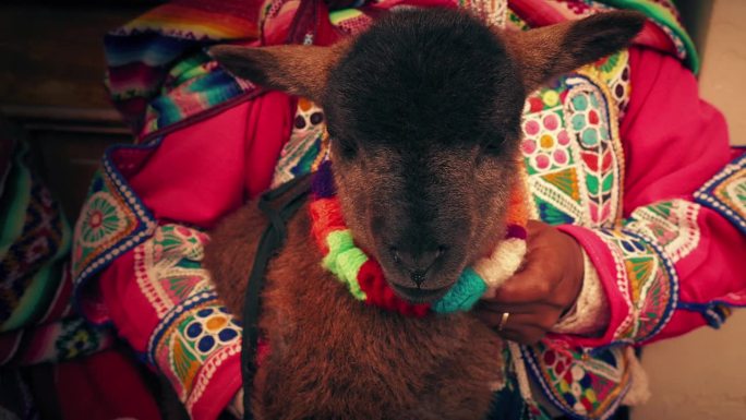 秘鲁妇女抱着羊羔妇女抱着羊羔