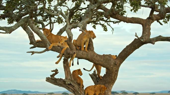 母狮懒洋洋地躺在树枝上，爪子耷拉着。野生动物在树上对着天空。塞伦盖蒂国家公园的野生动物。家庭聚会