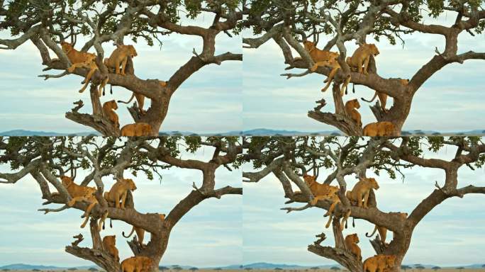 母狮懒洋洋地躺在树枝上，爪子耷拉着。野生动物在树上对着天空。塞伦盖蒂国家公园的野生动物。家庭聚会