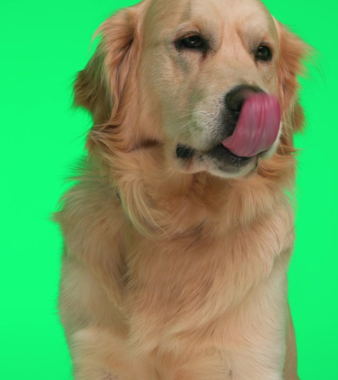 垂直视频，可爱的金毛猎犬伸出舌头舔鼻子，一边看一边坐在绿色背景上