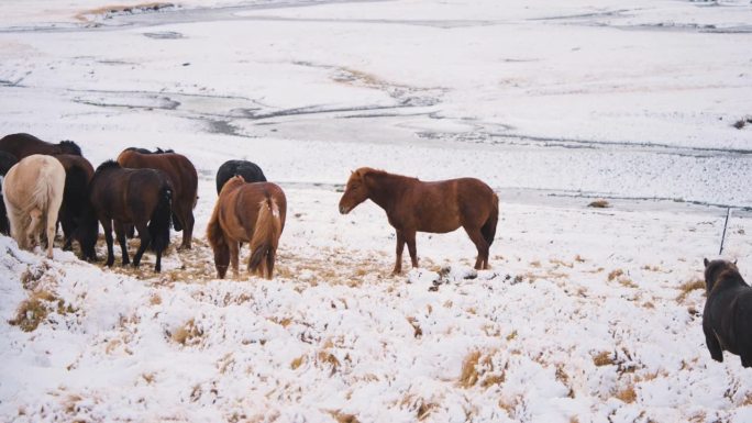 一群野马在雪地上吃草，棕色种马嘶鸣。